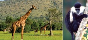 Akagera National Park, Rwanda